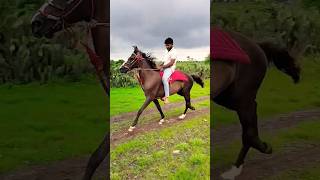 horse riding status  ram gadhavi  heer horse horse ghodi kathiyawadighodi ghodo shorts [upl. by Aisirtap]