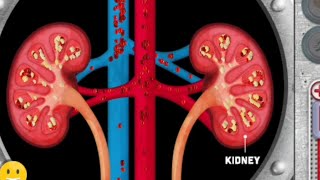 Urogenital system animation videos  Anatomy Visual1  Learny Land [upl. by Htiaf]