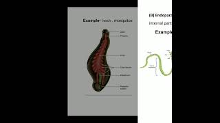 Filter feeding in polychaeta in invertebrates [upl. by Stanislas]