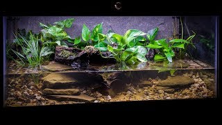 The American Bullfrog Paludarium [upl. by Kurtz824]