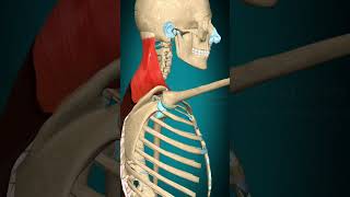 Trapezius muscle action Scapula rotation anatomy muscle [upl. by Chabot]