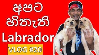 අපට හිතැති Labrador  Labrador Retriever  Hashan Vlogs Vlog 20 hashanvlogs [upl. by Rutherfurd]