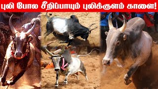 Cow  Pulikulam Kalai  புலி போல சீறிப்பாயும் புலிக்குளம் காளை நாட்டு மாடு Jallikattu Kalai  bull [upl. by Selyn]