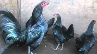 Gallos de Pelea Black Scorpion Game Farm [upl. by Anelahs622]