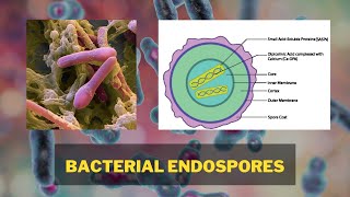 Bacterial Endospores  Endospore Structure Endospore Formation Types of Endospore [upl. by Fevre]