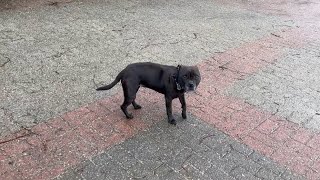 How can a Staffordshire Bull Terrier be so reluctant to go for a walk 🌧 [upl. by Pompei]