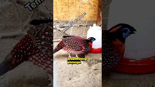 A Little Something About The Temmincks Tragopan birdtrend temminckstragopan ytshort exoticbirds [upl. by Koo]