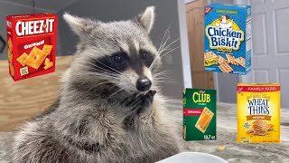 Raccoon Tastes Most Popular Crackers [upl. by Delilah810]