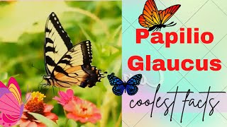 Papilio Glaucus  Eastern Tiger Swallowtail facts [upl. by Aydidey]