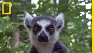 Raising Cute Baby Lemurs to Save a Species  National Geographic [upl. by Annaul]