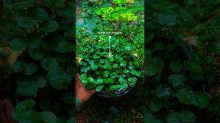 Pennywort  hydrocotyle verticillata propagation  ytshortsindia [upl. by Pevzner]