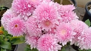 Best Flowering Plants To Grow In October Best Winter Season Flowers In HindiOctFlowers [upl. by Eniamret]