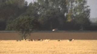 Waveney Harriers hunt hare  September 15th 2012 [upl. by Frasch]