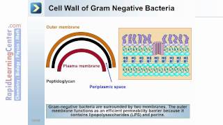 Rapid Learning Prokaryotes and Protists  What are Prokaryotes [upl. by Viccora147]