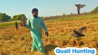 Quail Hunting  Batair ka shikar  Falconry Attack [upl. by Aiyekal]