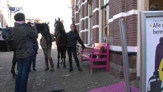 Het paard versus de auto in Ommen [upl. by Phippen790]