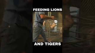 FEEDING LIONS AND TIGERS [upl. by Wendeline]