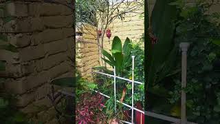 Permanent plants care tip for dormancy nature gardening hindi vlog fyp tips [upl. by Map]