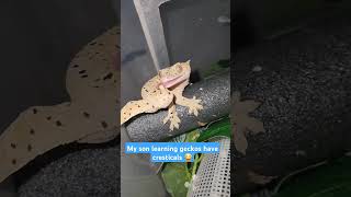 😂🤣 crestedgecko geckos lizard reptiles pets themoreyouknow cute dalmatian spots spot [upl. by Ariet]