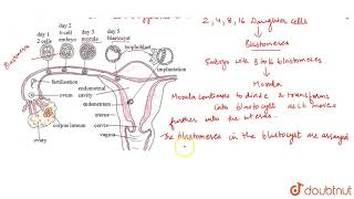 PROCESS OF FORMATION OF ZYGOTE FROM EMBRYO [upl. by Fanchet117]