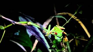 Vibrational communication The redeyed tree frog Agalychnis callidryas [upl. by Nodnal]