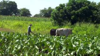 Arando con bueyes Finca El Cuberetero Rodas [upl. by Gonzalo]