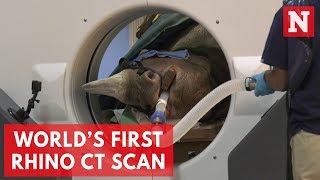 World’s First Rhino CT Scan Performed At Zoo [upl. by Nref]