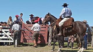 La Monta de los Terneros Fiesta del Ternero Sauceño 2022 campero jineteadas horses [upl. by Dexter]