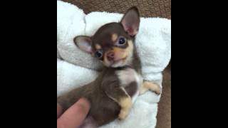 Micro teacup Chihuahua puppies for sale [upl. by Walton380]