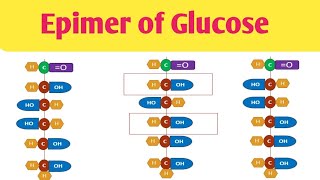 Epimer of Glucose Difference in Glucose amp Mannose Difference in Glucose amp Galactose [upl. by Aniwde40]