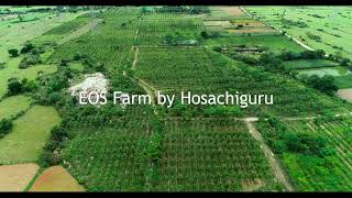 Hosachiguru EOS Farm [upl. by Kirre]