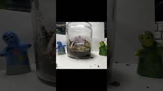 Amethyst ecojar build full vid on channel relaxing ecojar sealed short shorts viralshorts [upl. by Olotrab462]