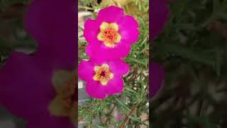 Beautiful flowering succulent portulacagarden subscribe viral [upl. by Christa]