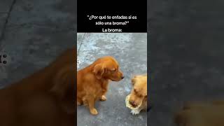 Los perros se toman muy en serio las bromas 😂🐶 [upl. by Zapot]