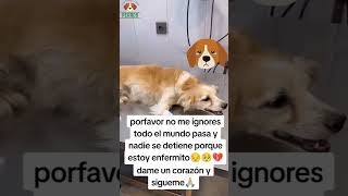 💔 Momentos Finales con Mi Perro  Un Adiós Lleno de Amor 🐶❤️ Regálale un Like [upl. by Adnahsed388]