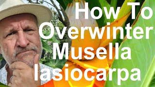 How to Overwinter Winterize Musella Musa lasiocarpa  Golden Lotus Banana or Chinese Dwarf Banana [upl. by Mills81]