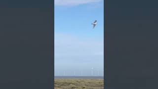 Off Shore Wind Farm  Great Yarmouth UK [upl. by Idzik]