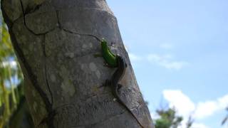 Gecko vs Lizard [upl. by Southworth]