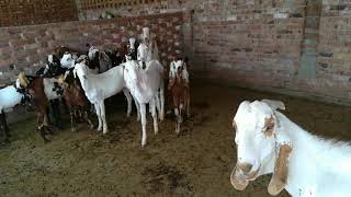 Vaccination schedule for Goats and Sheeps in Urdu Hindi  Hefazati Teekay Bhair Bakri k liay [upl. by Clayborn]