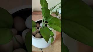 Money plant care tips 🌱shortsviralshorts plants indoorplants gardening gardenyoutubeshorts [upl. by Aroz951]