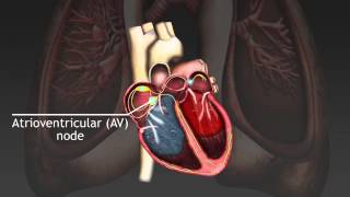 How the cardiac cycle is produced by electrical impulses in the heart [upl. by Hsemar]