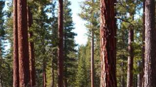 Pernell RobertsAdam Cartwright sings In The Pines [upl. by Resor]