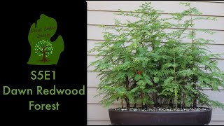 S5E1  Dawn Redwood Forest [upl. by Elacsap]