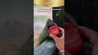 How many apples elephants can eat in a day animals microfacts [upl. by Emya]