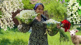 We make jam pancakes and samovar tea from acacia flowers Village Life Vlog [upl. by Luht]