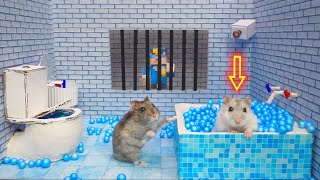 Hamster Escapes Prison Maze🛑Live Stream [upl. by Furey]