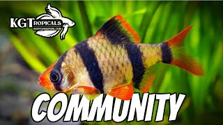 Top 10 Community Fish [upl. by Haduhey]