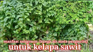 manfaat antigononbunga air mata pengantin untuk kelapa sawit [upl. by Oliy]