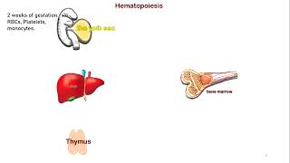 Hematopoiesis [upl. by Strong319]