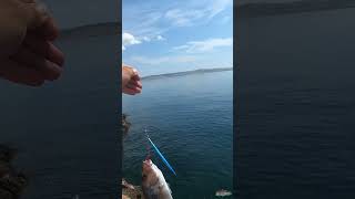 Zubatac na shore jigging  Dentex from shore Croatia [upl. by Celestina]